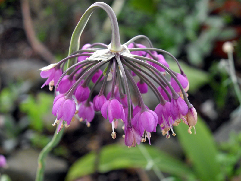 Nodding onion